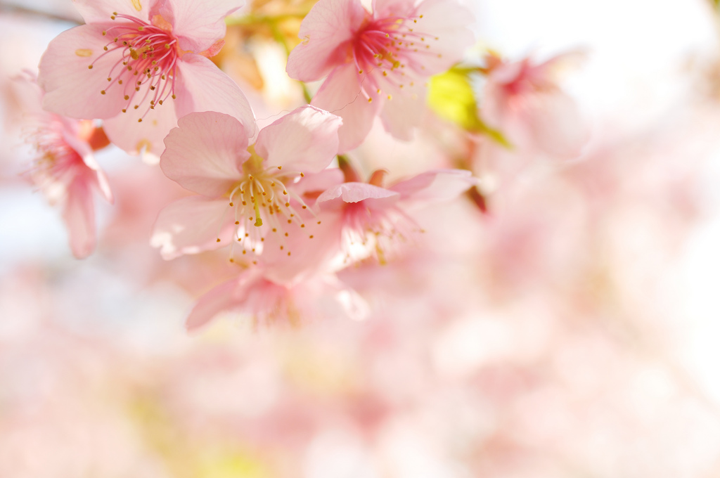flower 1